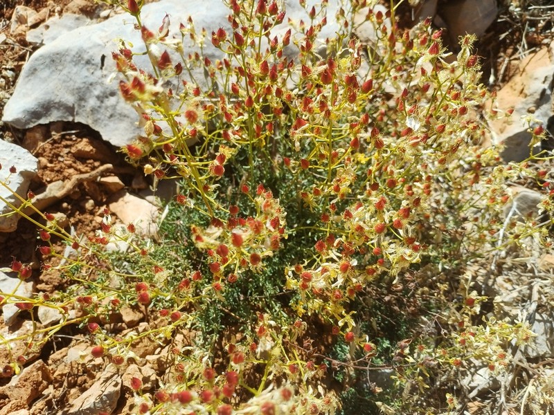 Hypericum libanoticum photo 3
