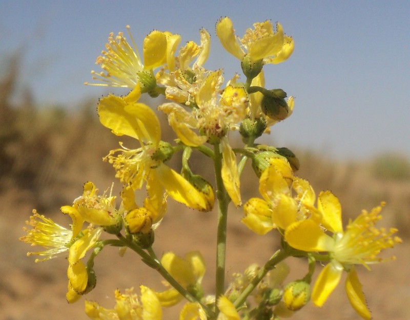 Hypericum libanoticum photo 4