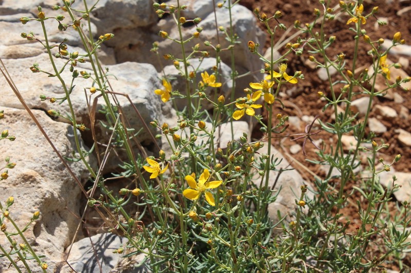 Hypericum libanoticum photo 5