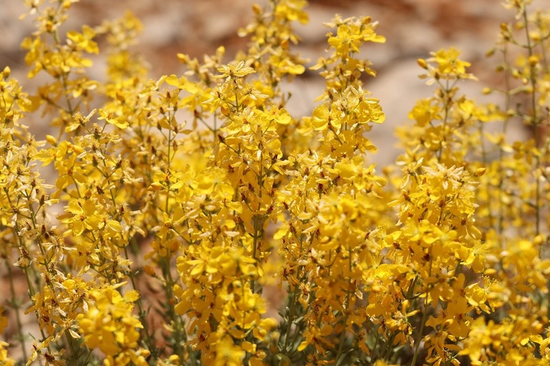 Hypericum libanoticum photo 6