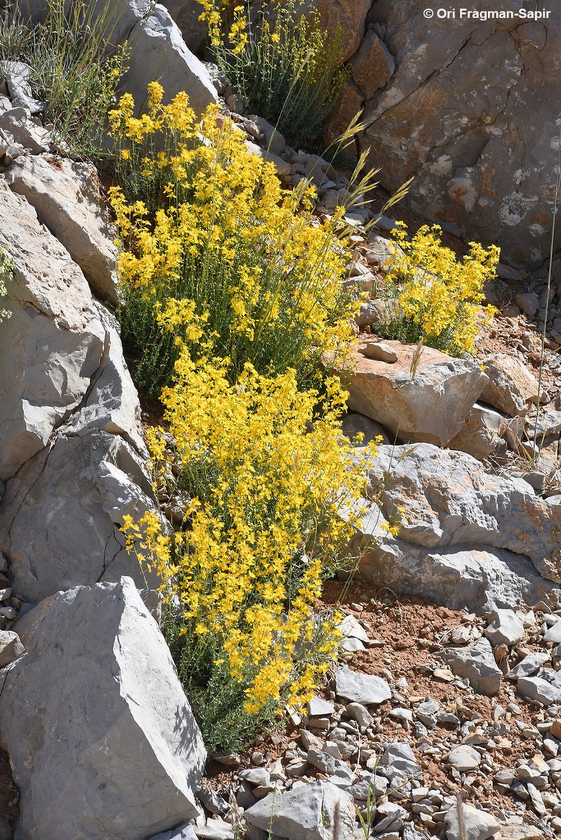 Hypericum libanoticum photo 7