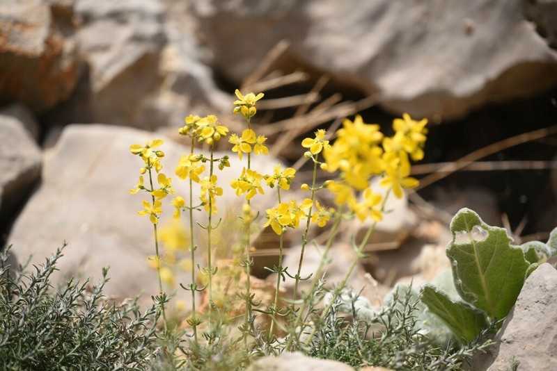 Hypericum libanoticum photo 8