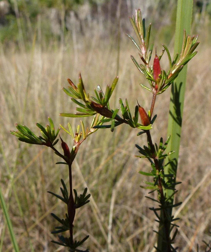 Hypericum limosum