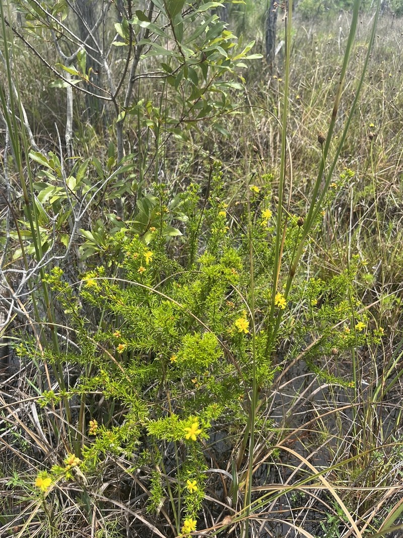 Hypericum limosum photo 2