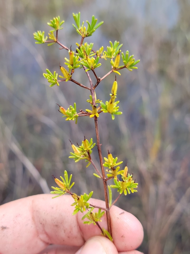 Hypericum limosum photo 3