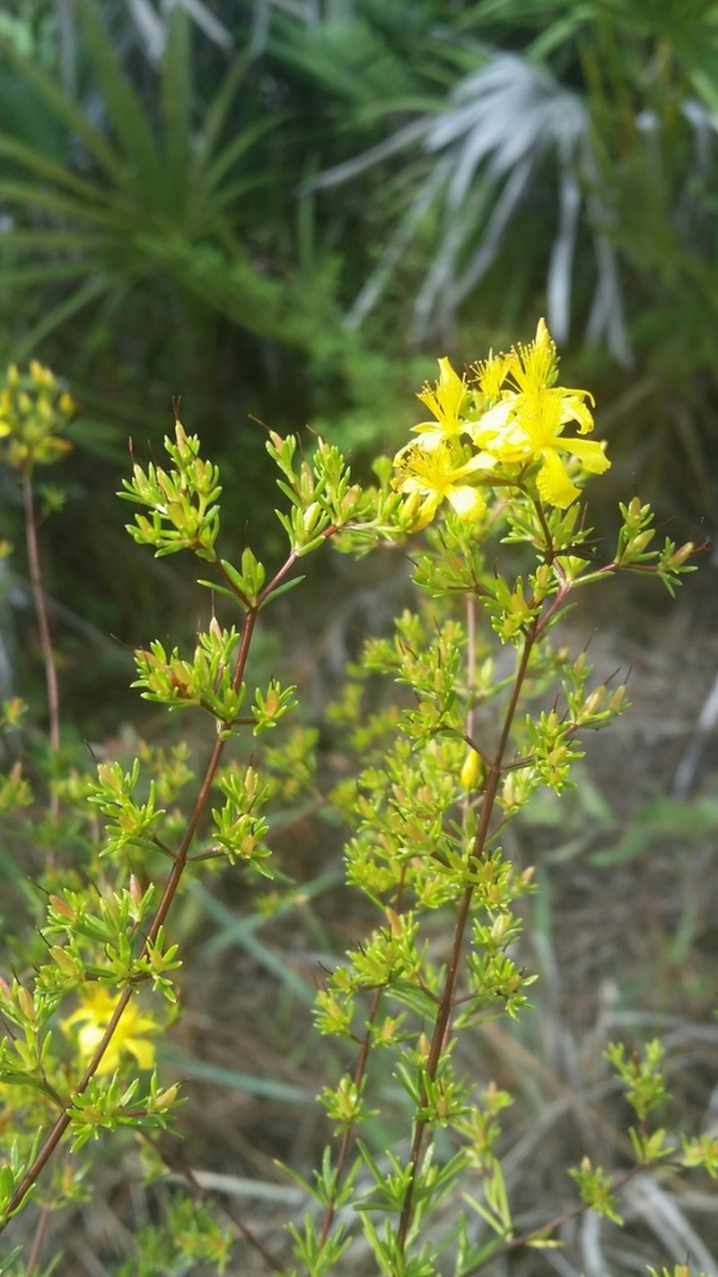 Hypericum limosum photo 4