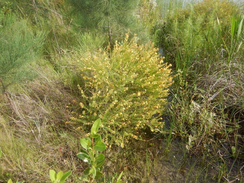 Hypericum limosum photo 5