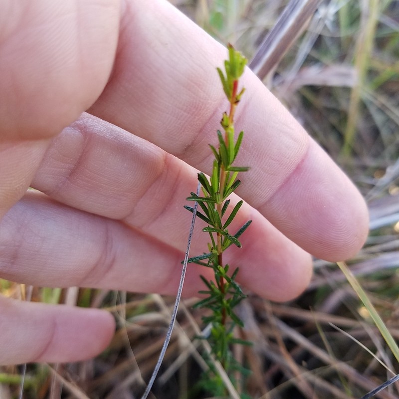 Hypericum limosum photo 6