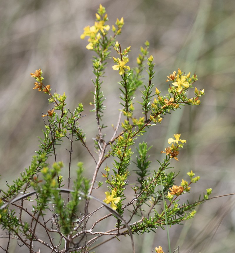 Hypericum limosum photo 7