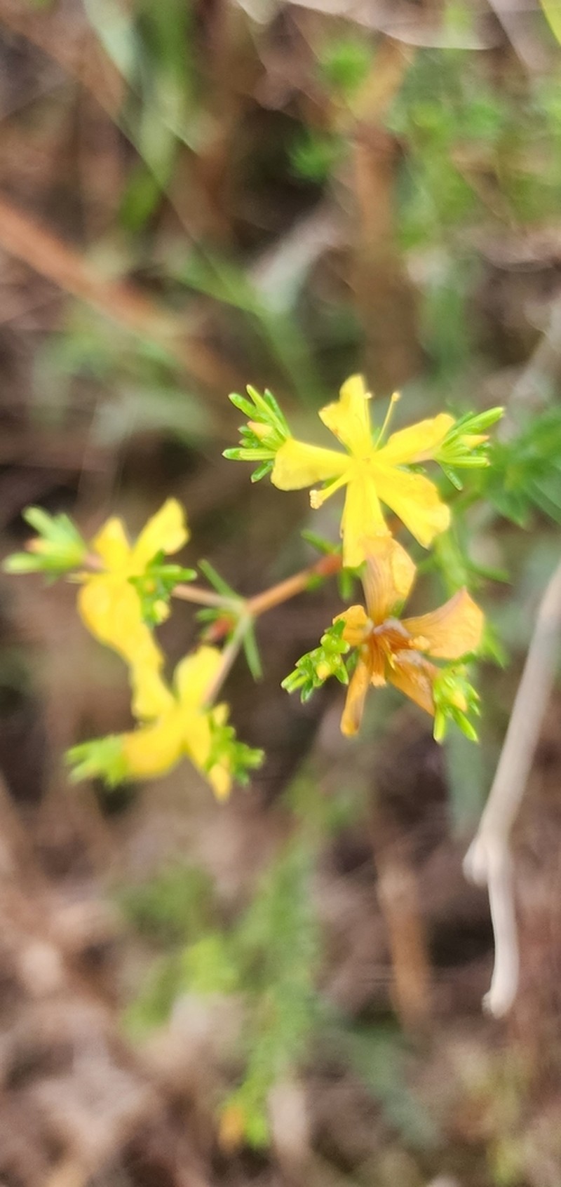 Hypericum limosum photo 8