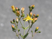 Hypericum linariifolium