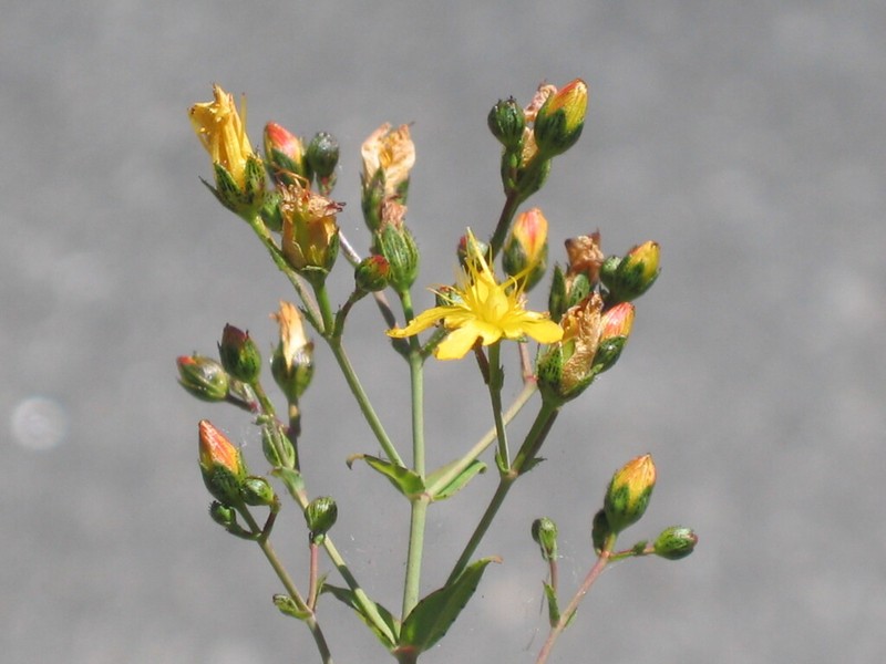 Hypericum linariifolium