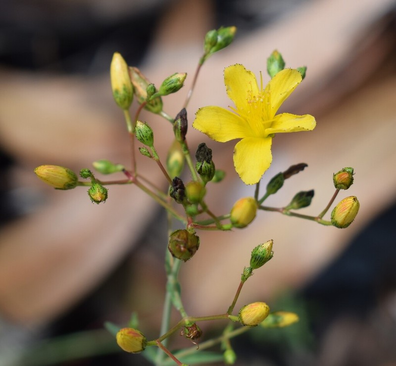 Hypericum linariifolium photo 2