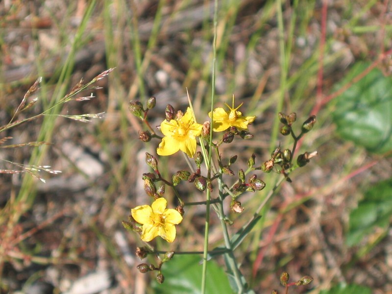 Hypericum linariifolium photo 3