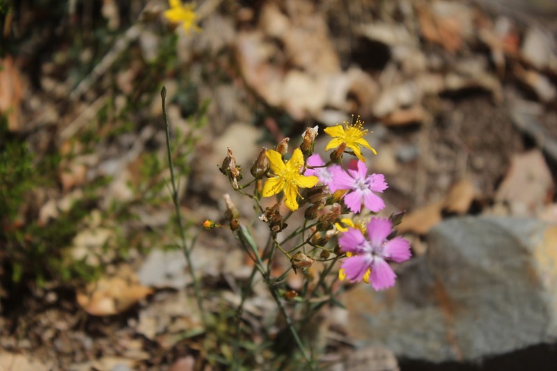 Hypericum linariifolium photo 4