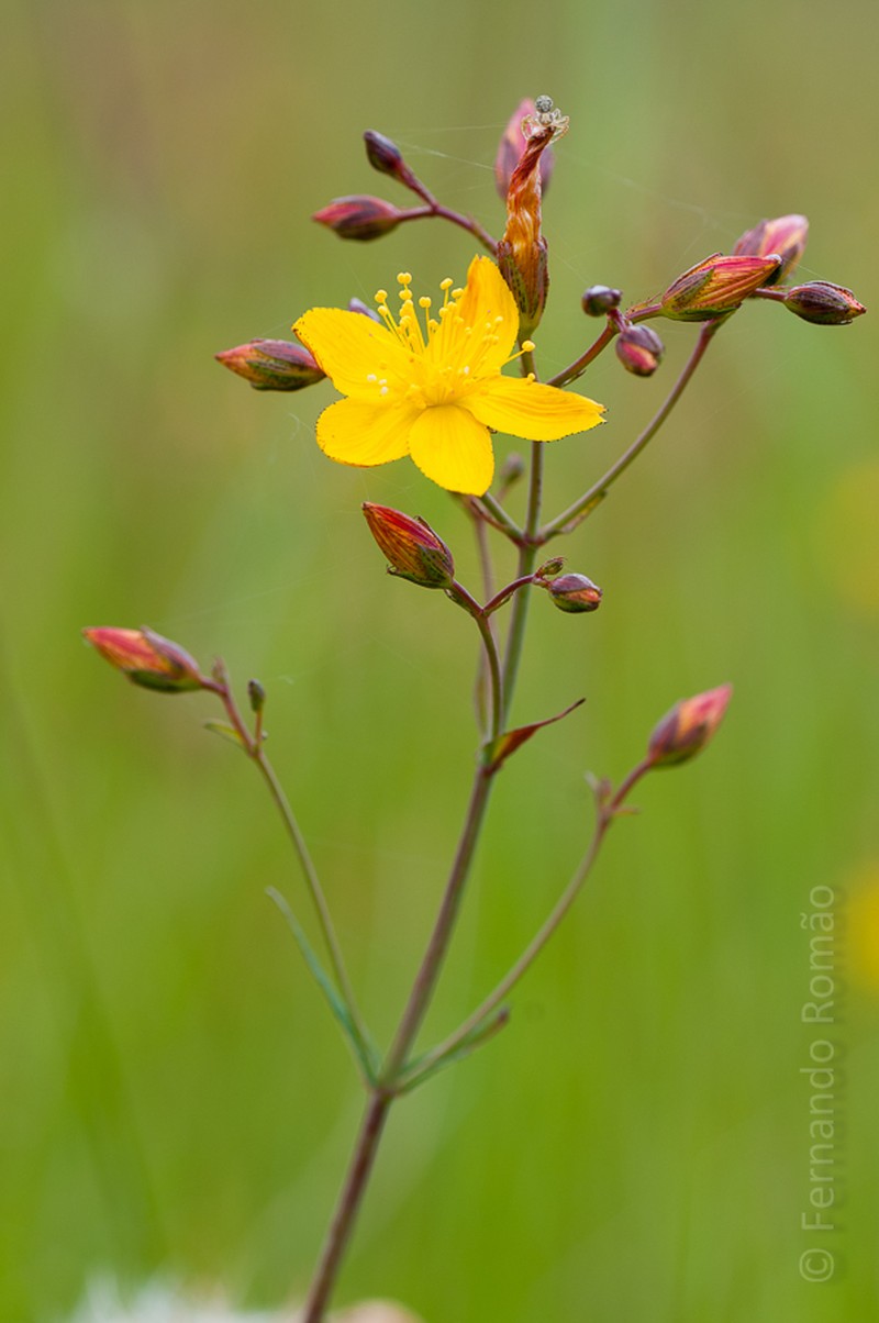 Hypericum linariifolium photo 5