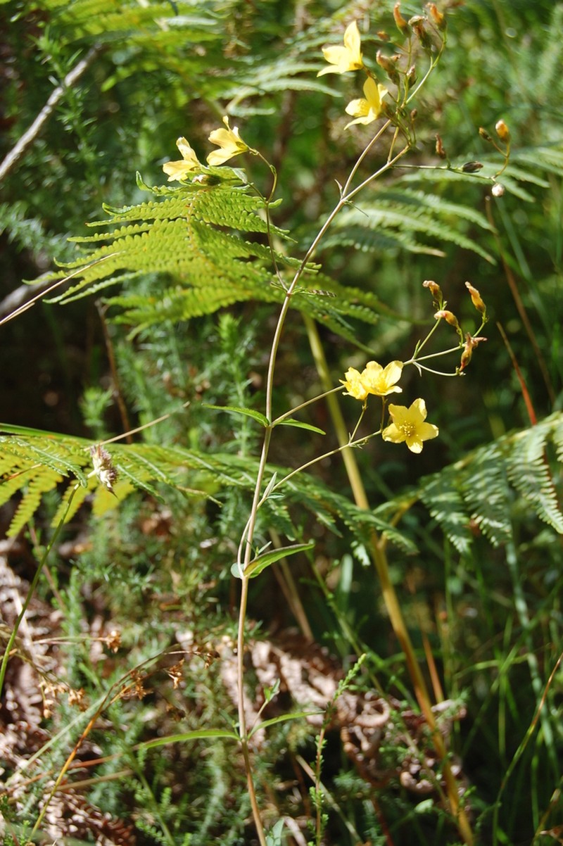 Hypericum linariifolium photo 6