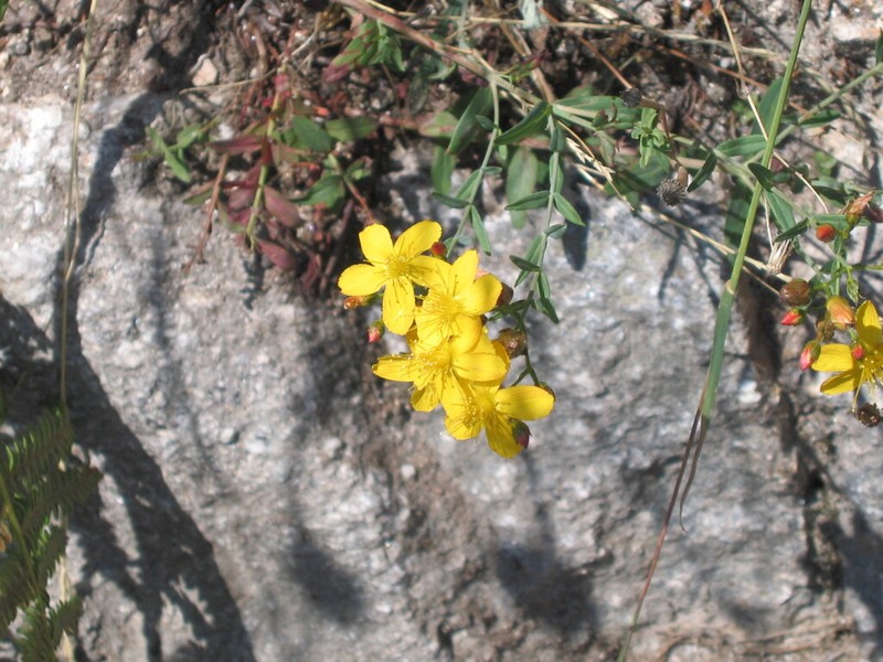 Hypericum linariifolium photo 8