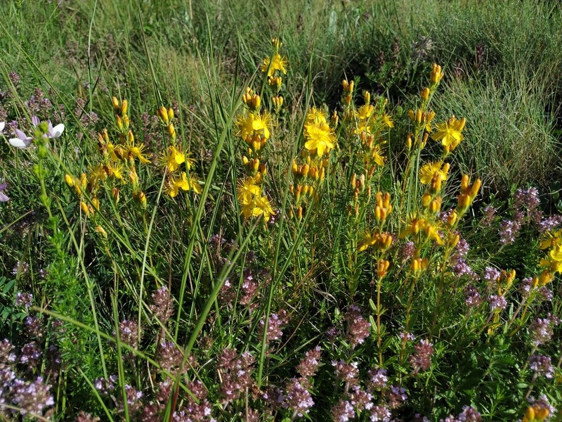 Hypericum linarioides photo 2