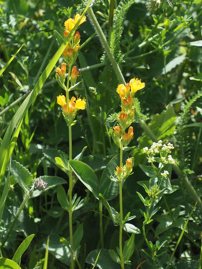 Hypericum linarioides photo 3