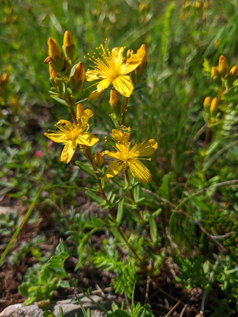 Hypericum linarioides photo 4