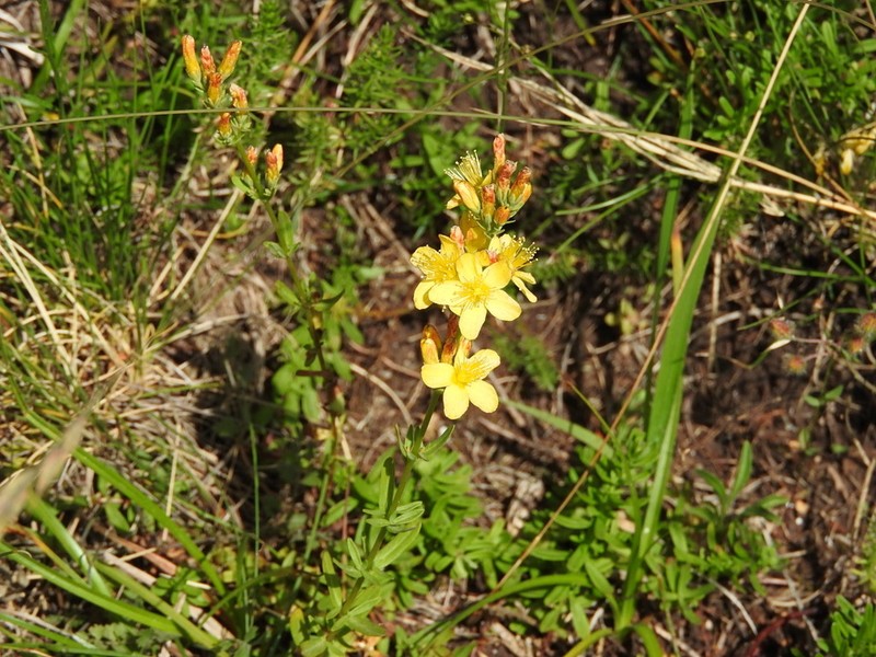 Hypericum linarioides photo 5