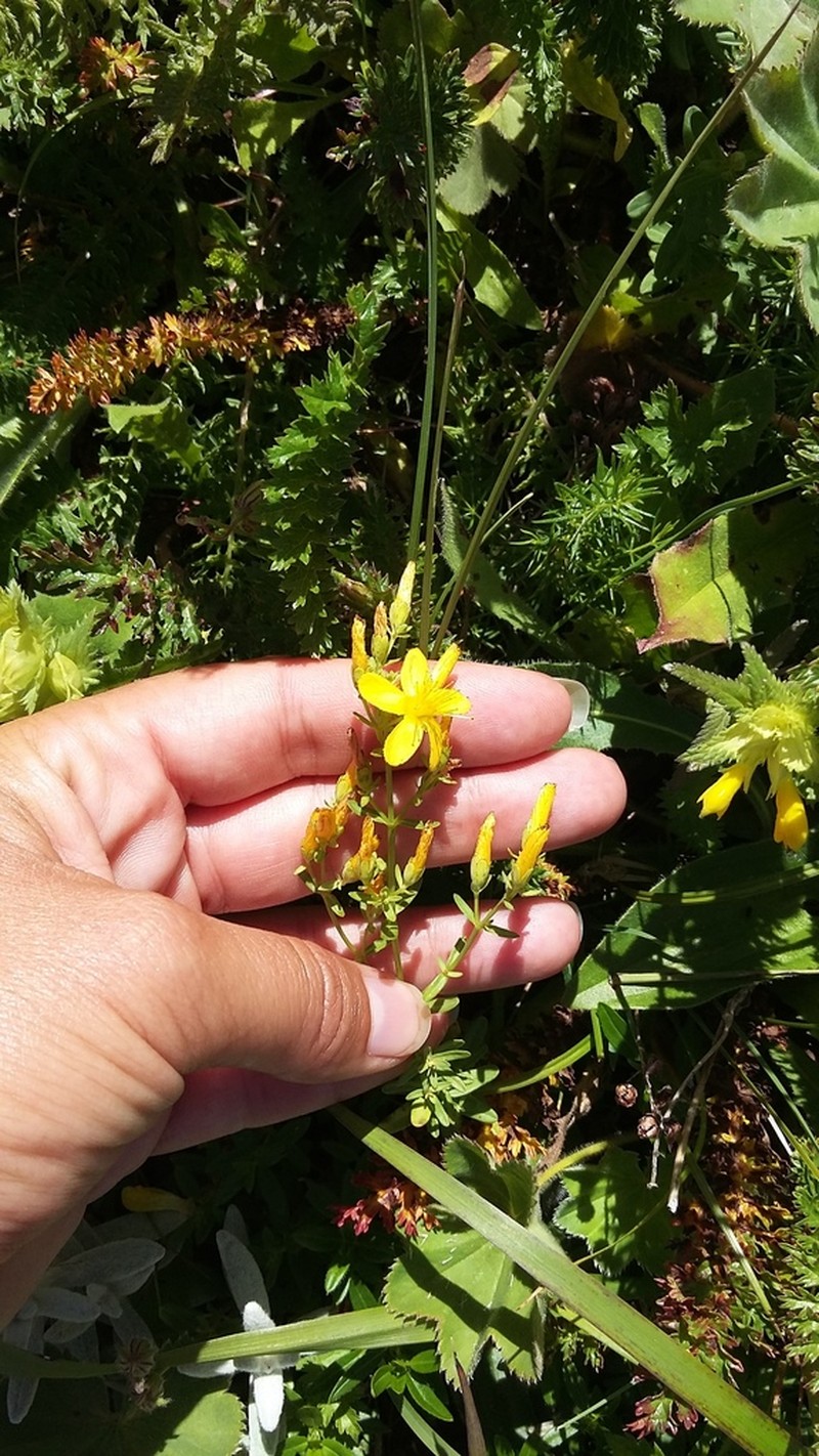 Hypericum linarioides photo 7