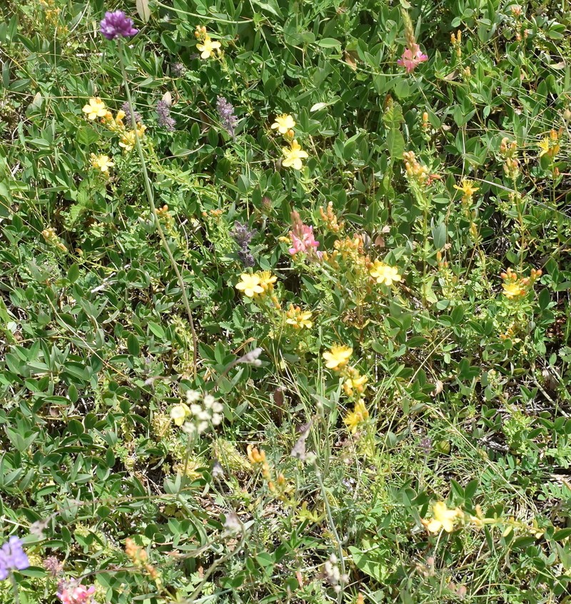 Hypericum linarioides photo 8