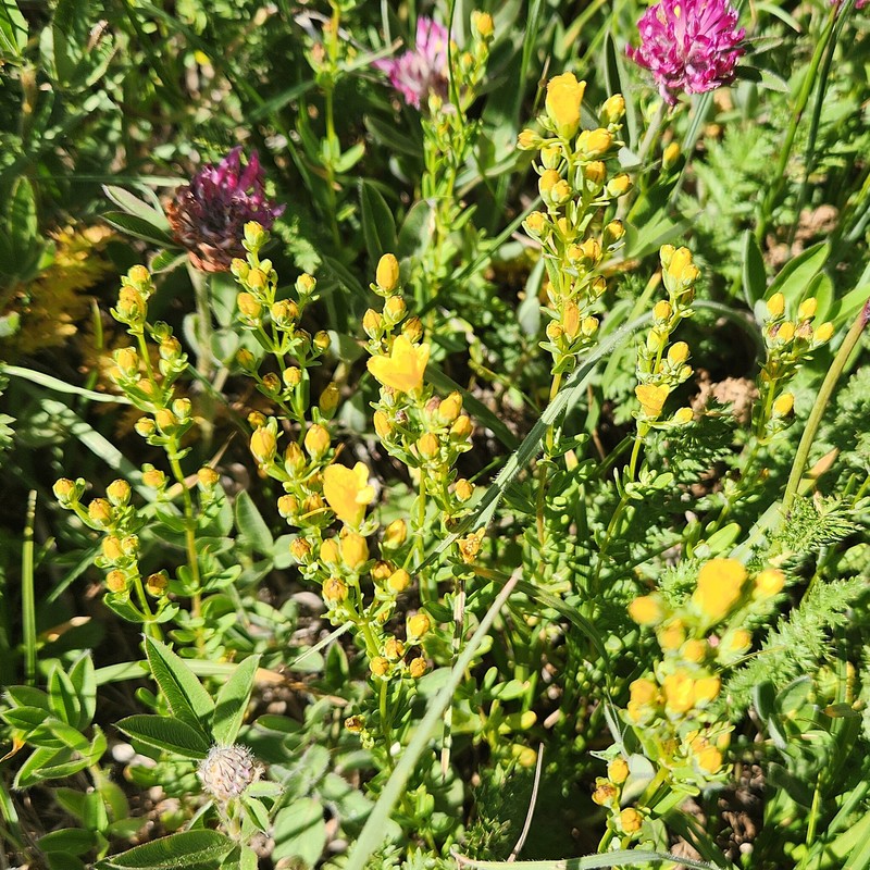 Hypericum linarioides subsp. alpestre