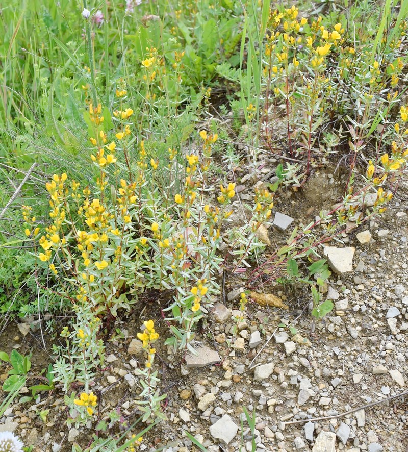 Hypericum linarioides subsp. alpestre photo 2