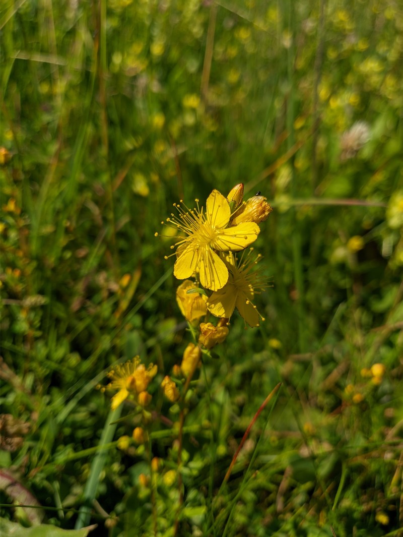 Hypericum linarioides subsp. alpestre photo 3