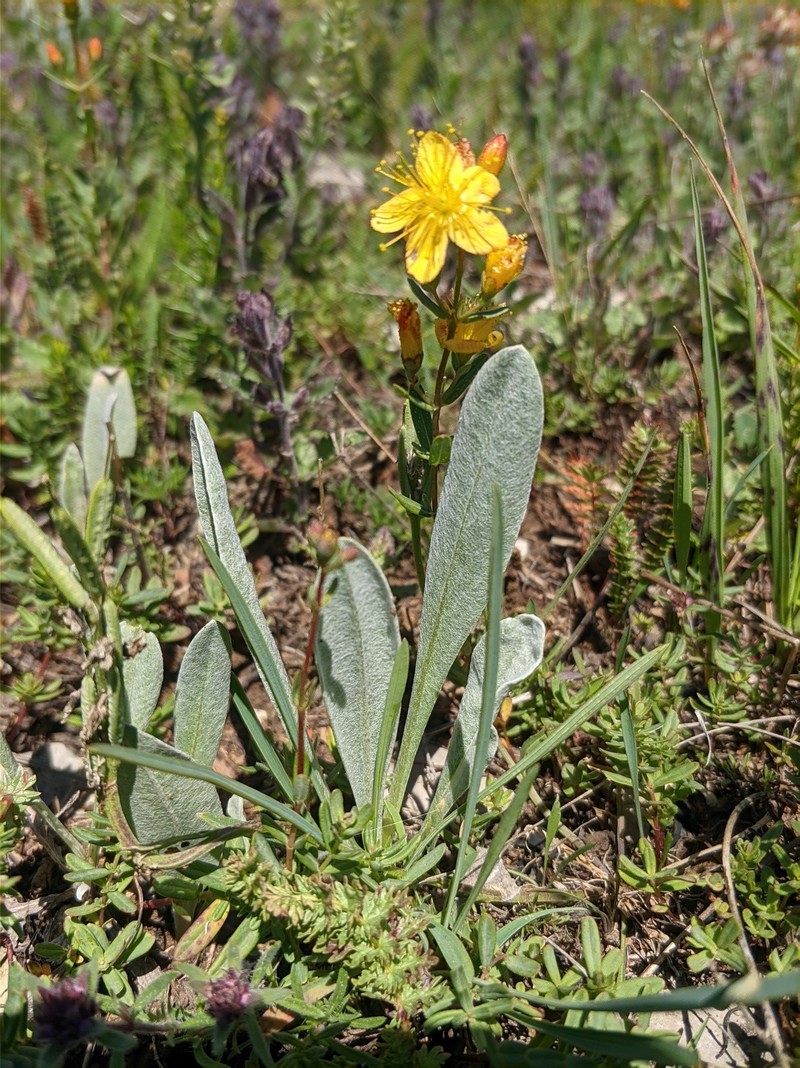 Hypericum linarioides subsp. alpestre photo 4