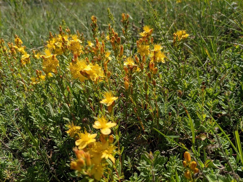 Hypericum linarioides subsp. alpestre photo 5
