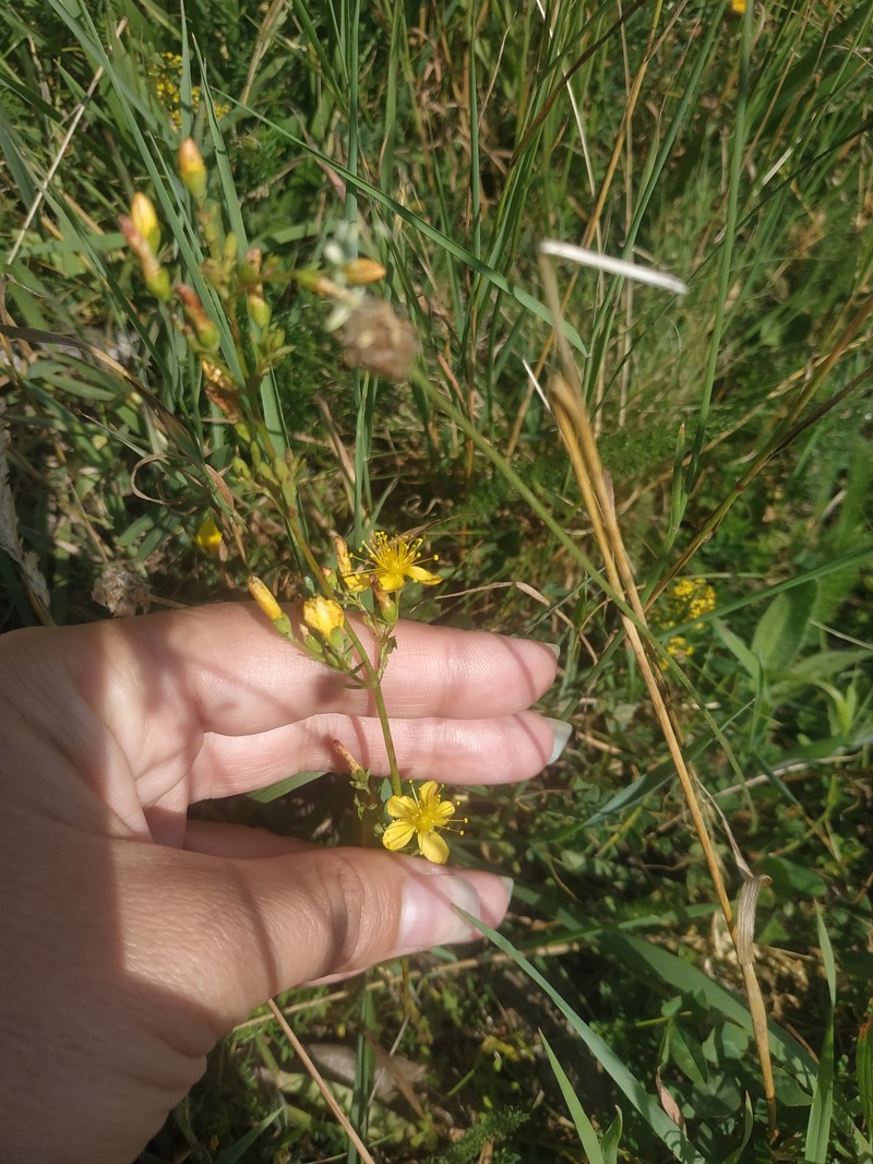 Hypericum linarioides subsp. alpestre photo 6