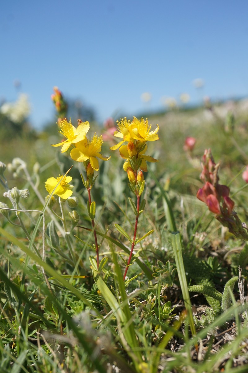 Hypericum linarioides subsp. alpestre photo 7