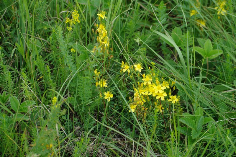 Hypericum linarioides subsp. alpestre photo 8