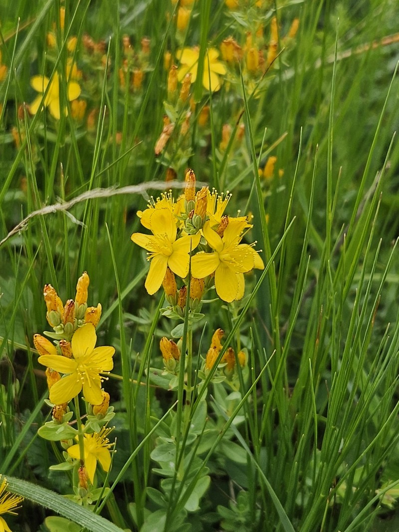 Hypericum linarioides subsp. linarioides