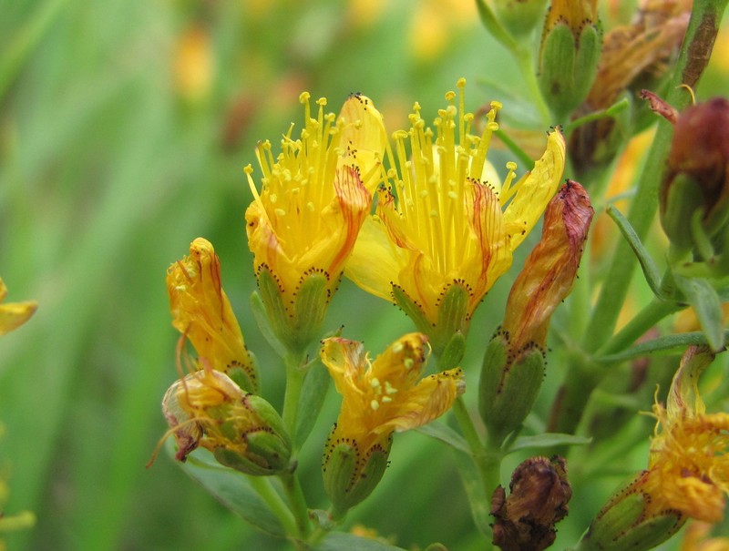 Hypericum linarioides subsp. linarioides photo 2