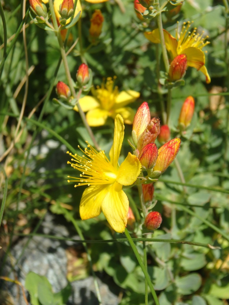 Hypericum linarioides subsp. linarioides photo 3