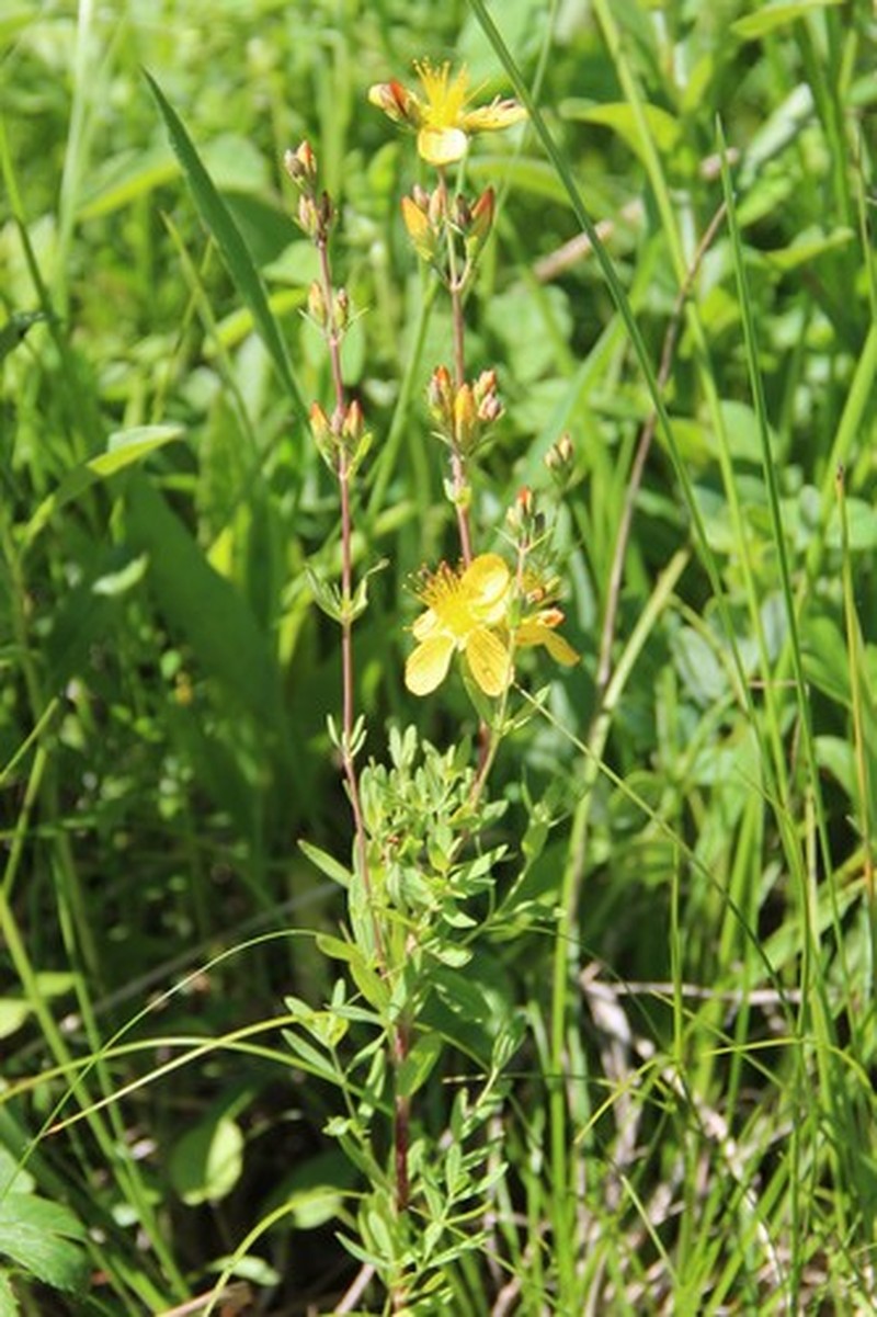 Hypericum linarioides subsp. linarioides photo 4