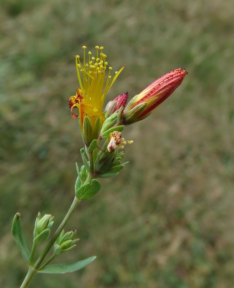 Hypericum linarioides subsp. linarioides photo 6