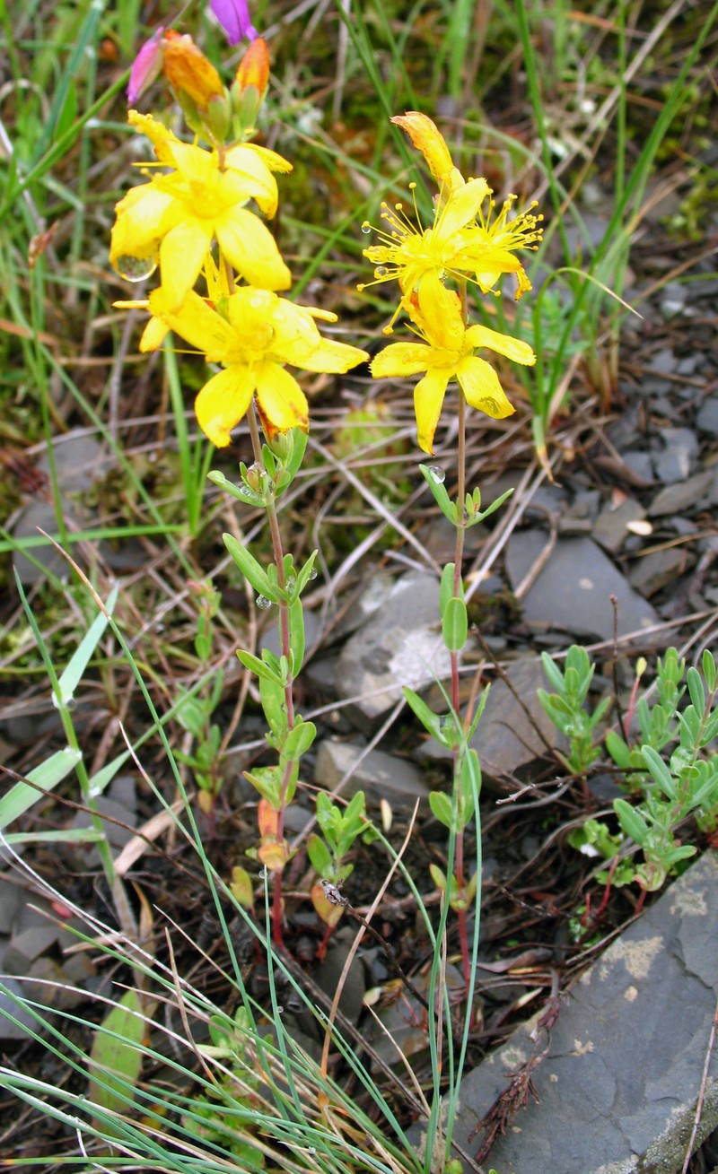 Hypericum linarioides subsp. linarioides photo 7