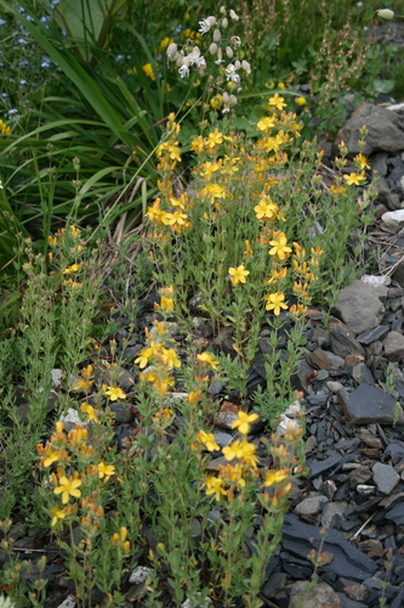 Hypericum linarioides subsp. linarioides photo 8