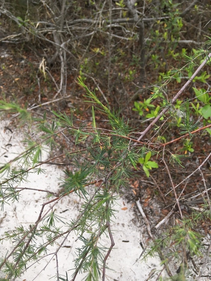 Smoothbark St. Johnswort