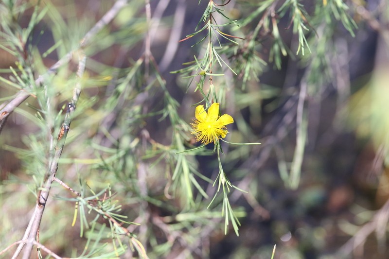 Smoothbark St. Johnswort photo 2