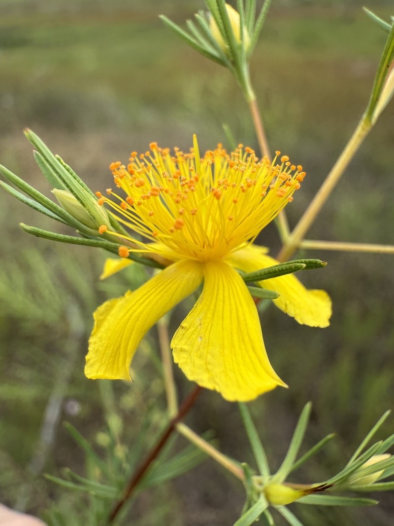 Smoothbark St. Johnswort photo 3