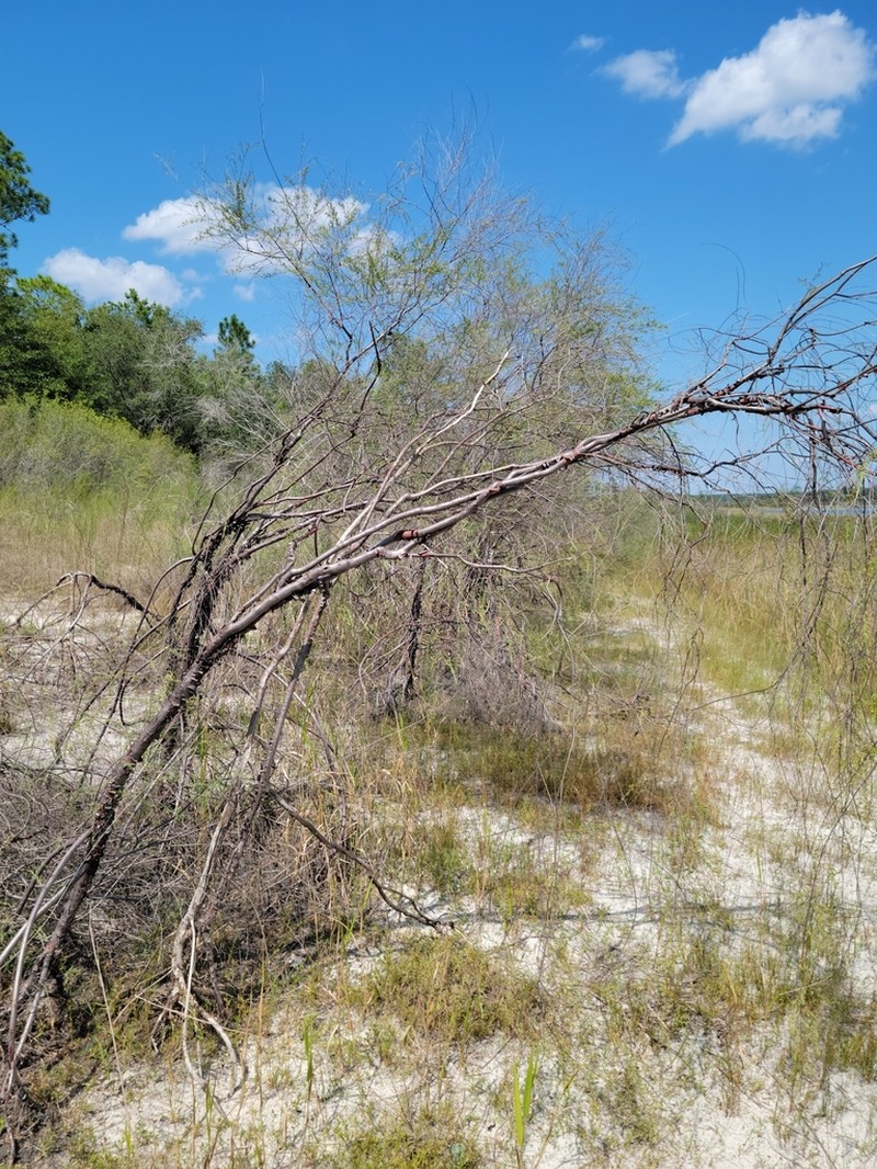 Smoothbark St. Johnswort photo 5