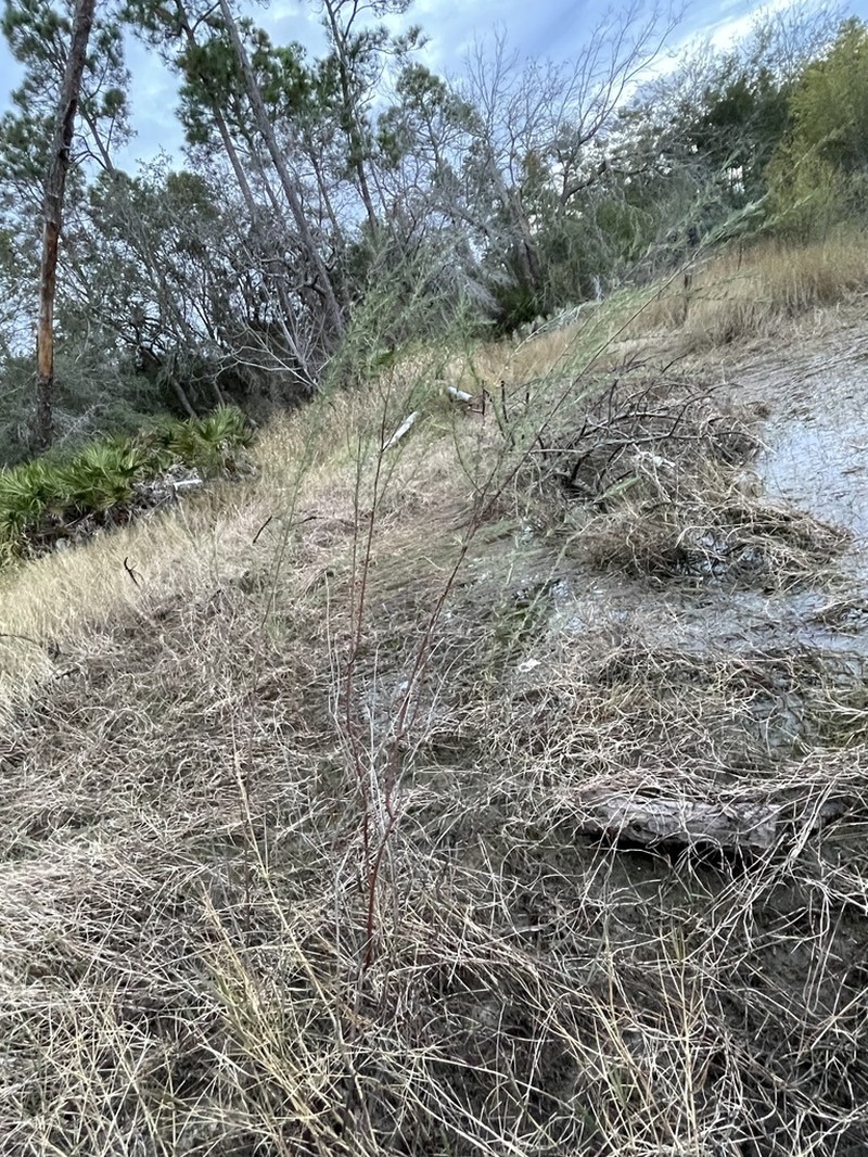 Smoothbark St. Johnswort photo 7