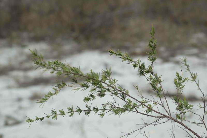 Smoothbark St. Johnswort photo 8