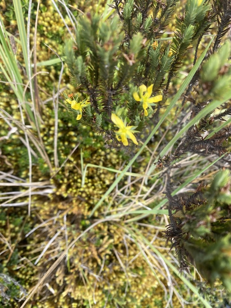 Hypericum llanganaticum